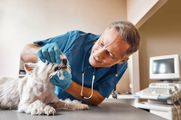 Best Emergency Treatment for Toothache in Pine Ridge, SC